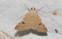 Hemeroplanis historialis