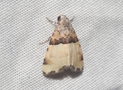 Cobubatha dividua