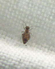 Lachesilla pedicularia