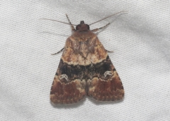 Properigea continens