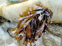 Pachymenia dichotoma