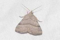 Zelicodes linearis