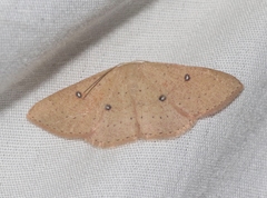 Cyclophora dataria