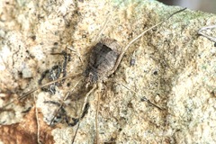 Lacinius horridus