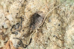 Lacinius horridus