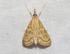 Daulia arizonensis