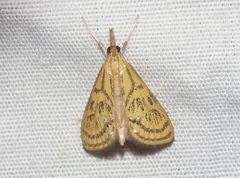 Daulia arizonensis