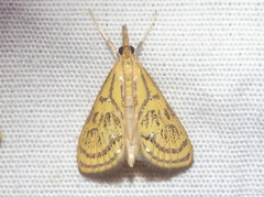 Daulia arizonensis