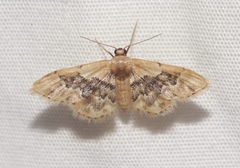 Idaea gemmata