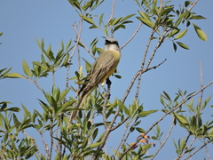 Tyrannus melancholicus