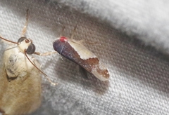 Norvellina pulchella