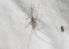 Phytocoris squamosus