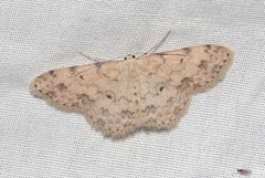 Scopula plantagenaria