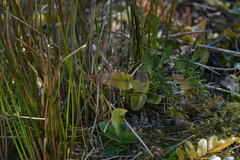 Pterostylis venosa