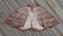 Drepanulatrix bifilata