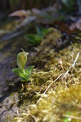Pterostylis venosa