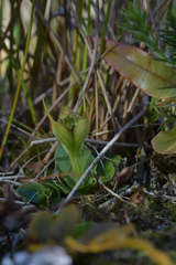 Pterostylis venosa