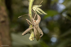 Molipteryx hardwickii