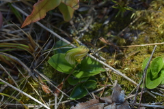 Pterostylis venosa