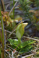 Pterostylis venosa