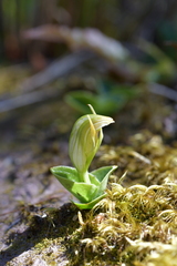 Pterostylis venosa