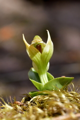Pterostylis venosa