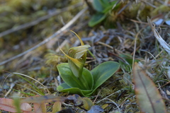 Pterostylis venosa