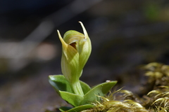 Pterostylis venosa