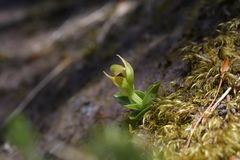 Pterostylis venosa