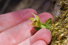 Pterostylis venosa