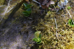 Pterostylis venosa