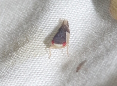 Norvellina pulchella