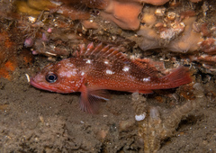 Sebastes constellatus