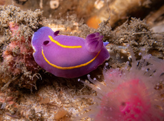 Felimida macfarlandi