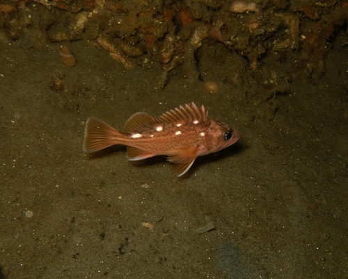 Honeycomb rockfish (Sebastes umbrosus) — Sebastidae — 5