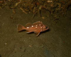 Sebastes umbrosus
