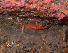 Sebastes constellatus