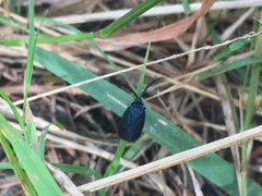 Turneriprocris dolens