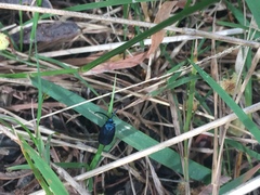 Turneriprocris dolens