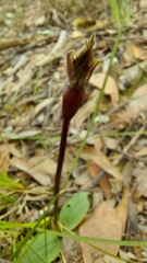 Chiloglottis valida
