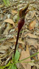 Chiloglottis valida