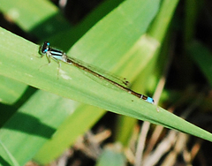 Ischnura asiatica