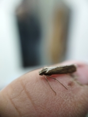 Deuterotinea casanella