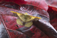 Fascellina plagiata