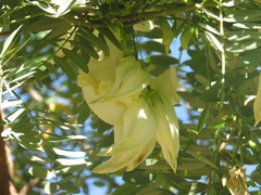 Sesbania formosa