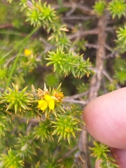 Aspalathus batodes spinulifolia
