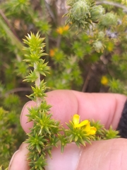 Aspalathus batodes spinulifolia