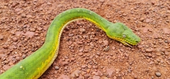 Corallus caninus