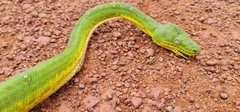 Corallus caninus