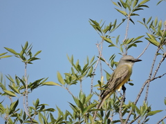 Tyrannus melancholicus